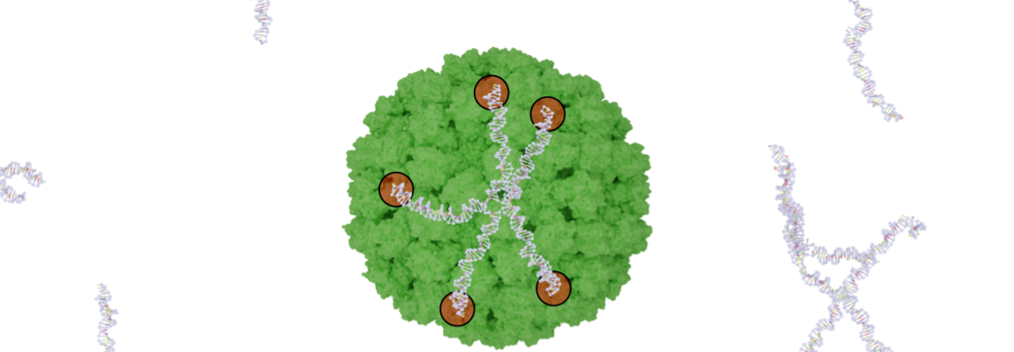 antikropp