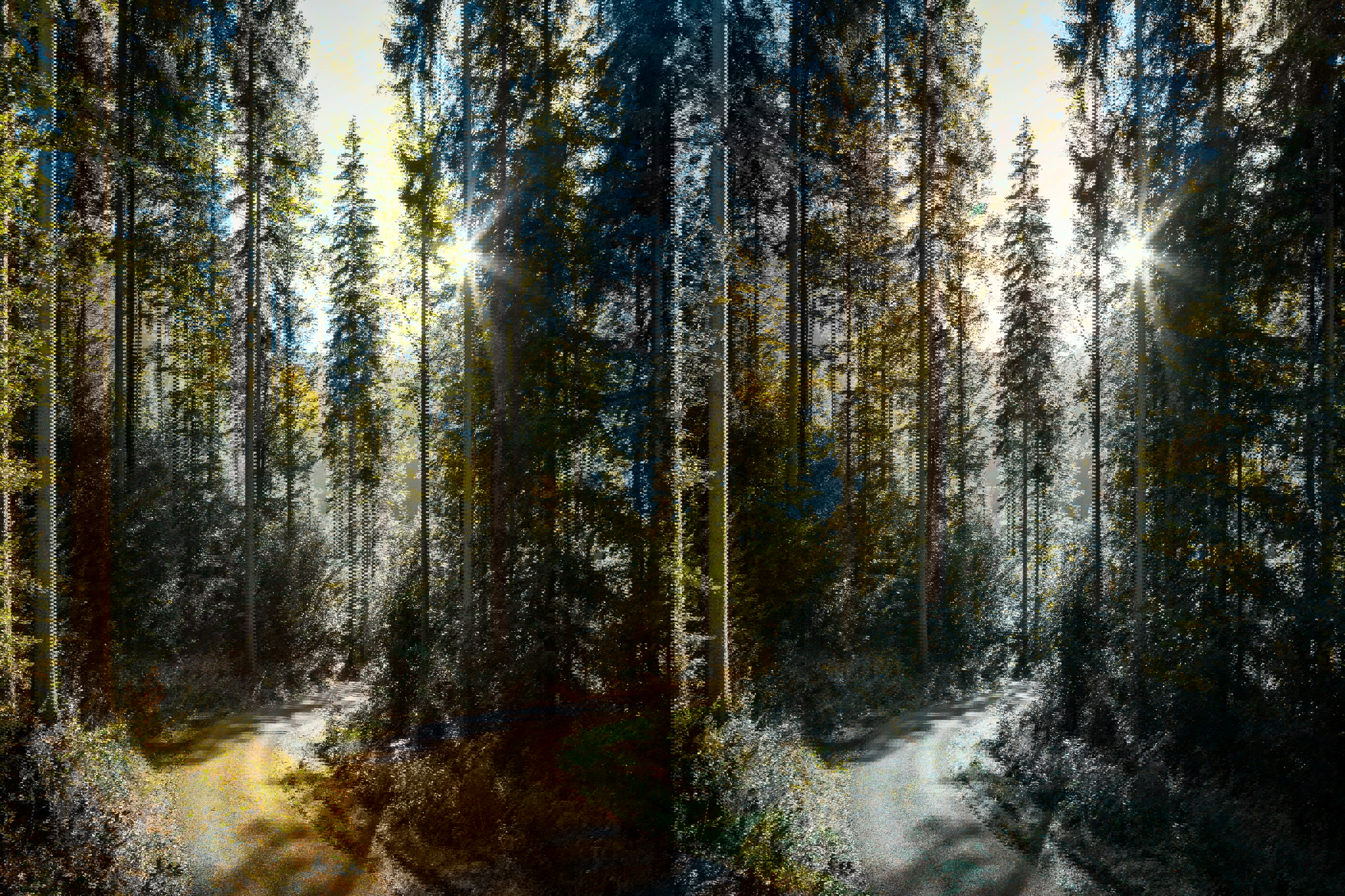 Grusväg genom skog i solljus